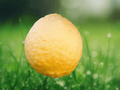 5 Seeds Citrus limon 'Ponderosa' Lemon Tree