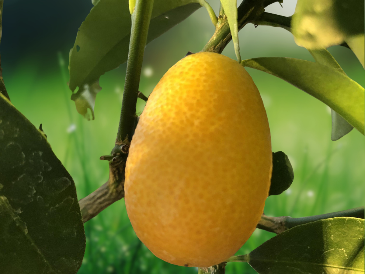 5 Seeds Thomasville Citrangequat Cold Hardy Citrus Tree