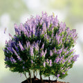 Vitex Agnus-Castus Cuttings – 12 Blue-Purple Chaste Tree Stem Cuttings for Rooting and Grafting