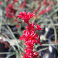 Texas Yucca Seeds 40 Count - Hesperaloe parviflora False Brakelight Red Flowering Variety - Drought Tolerant Perennial Plant Seeds