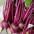 Beet Seeds 50+ Ruby Queen Heirloom Non-GMO Dark Red Sweet Beta vulgaris Vegetable Seeds