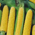 Non-GMO Heirloom Corn Seed Collection – 6 Varieties for Home Gardening – Zea mays, Organic, Open-Pollinated, Non-GMO