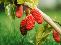 1 Live Plant Red Mulberry Tree 12 Inches Tall Morus rubra Bare Root Fruit Tree