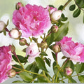 Heirloom Seven Sisters Pink Climbing Rose Bush Live Plant, 3-6" Starter, Rosa Multiflora, Fragrant Blooms, USA Grown