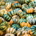 Carnival Squash Seeds 10 Pack Organic Heirloom Cucurbita pepo USA Grown