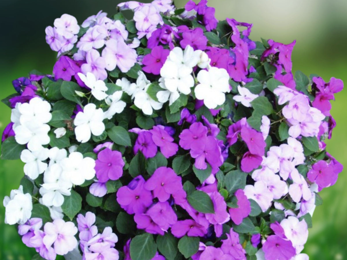 50 Seeds Cascade Beauty Blue Impatiens Trailing Blue Blooms Annual Shade Easy Grow Hanging Basket Patio