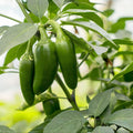 Hot Jalapeno Pepper Seeds 4oz Pack Capsicum annuum for Spicy Gardening and Home Growing