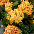 Dwarf Ixora Yellow Plant 1 Gal Pot - Compact Evergreen Shrub with Star-Shaped Flowers (Ixora chinensis) for Small Gardens