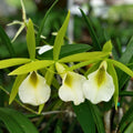 Brassavola 'Lime-Sherbet' Orchid Plant - Lime Green Flowers, Easy Care, Disease-Free, Ideal for South Florida Gardening