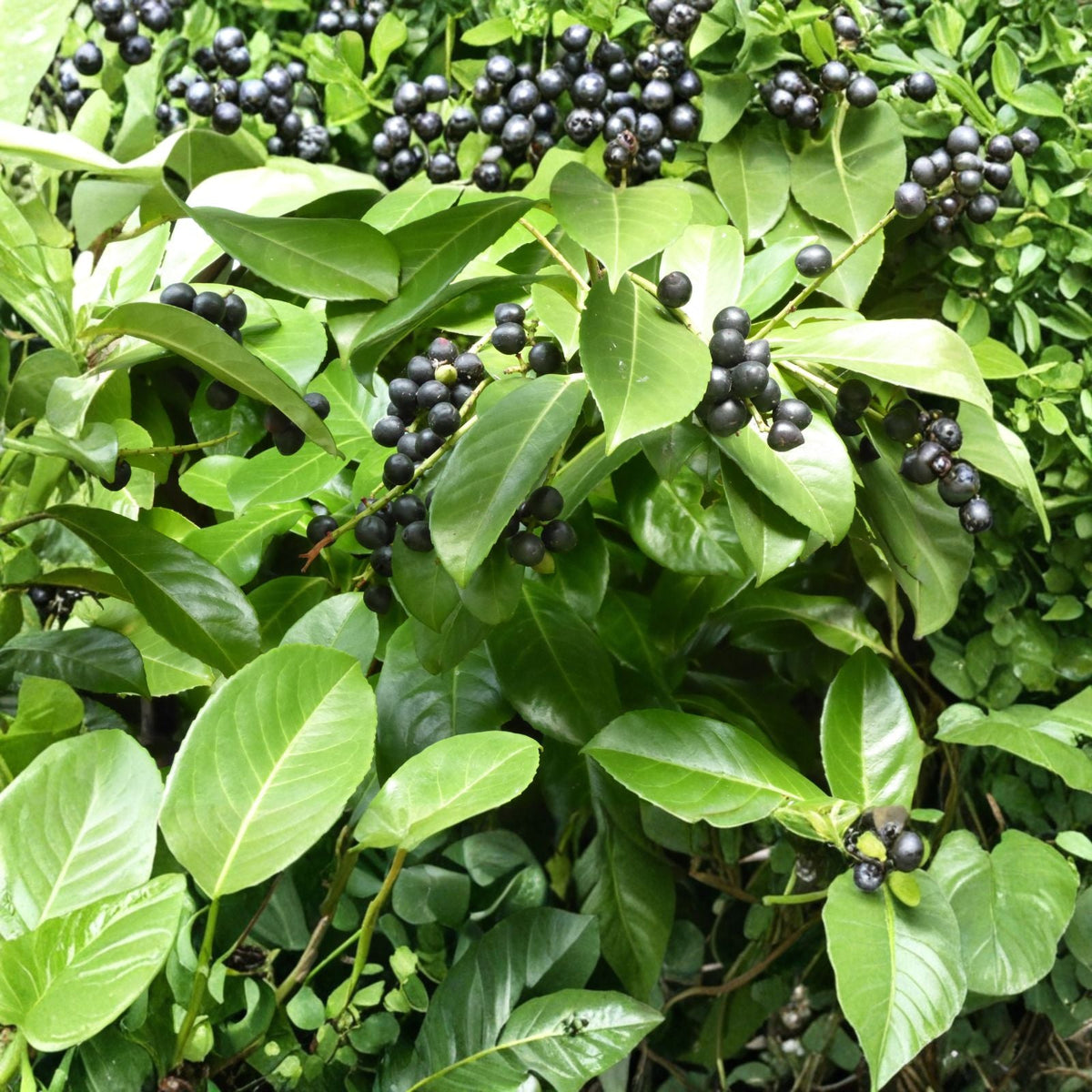 Cherry Laurel Cuttings 5+2 Pack Fresh Unrooted Shrubs Prunus laurocerasus Evergreen