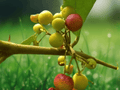 5 Seeds Grewia asiatica Phalsa Tropical Fruit Berry Shrub