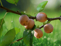 5 Seeds Diospyros lotus Date Plum Persimmon Deciduous Fruit Tree