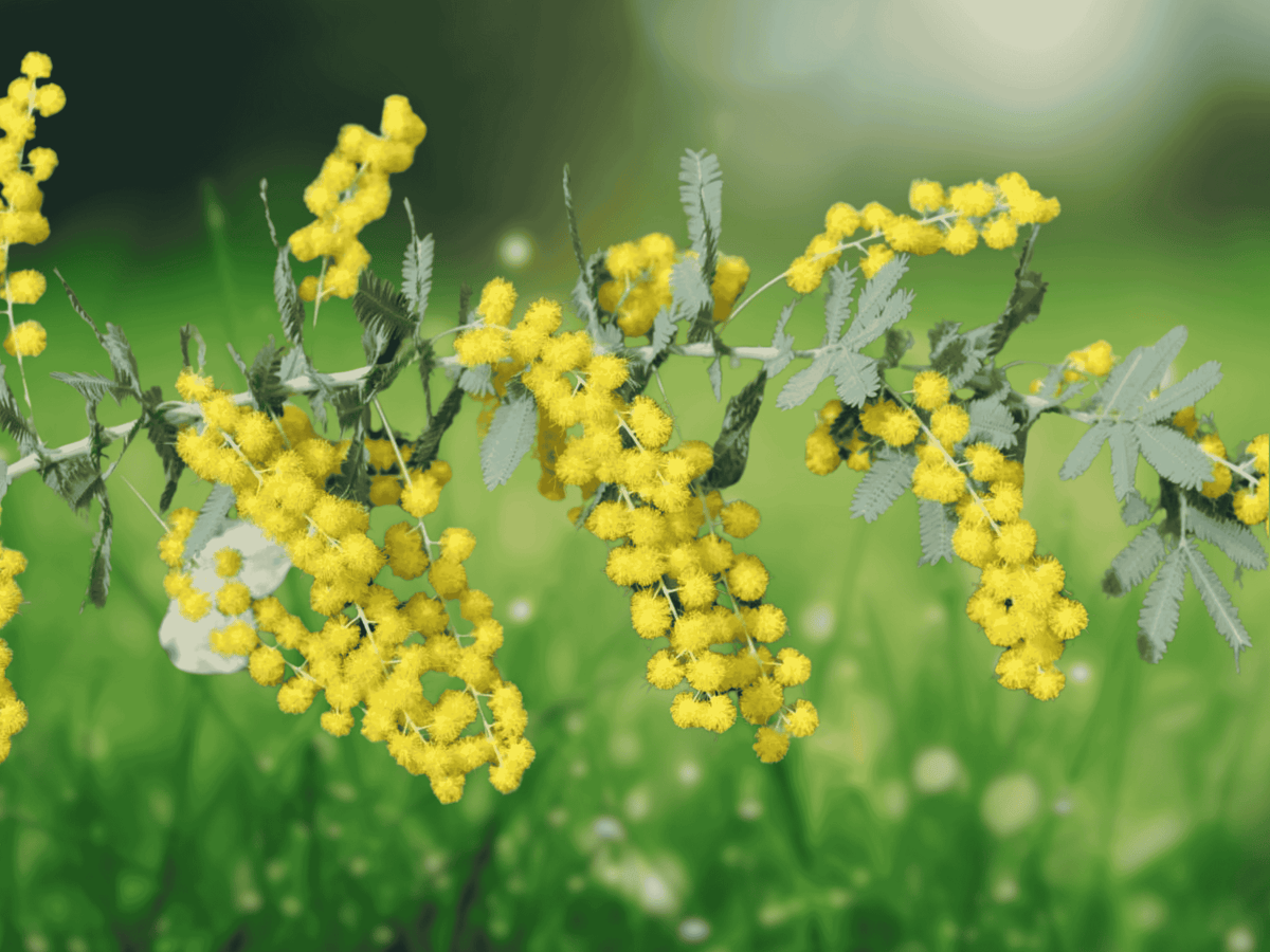 5 Seeds Acacia baileyana Cootamundra Wattle Tree Ornamental Evergreen