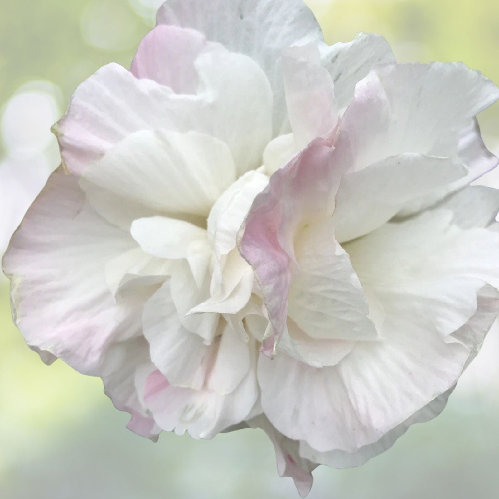 Double Pink Confederate Rose Seeds - 100+ Fresh Seeds - Hibiscus mutabilis - Rare Flowering Plant Seeds for Garden