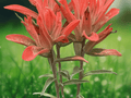 10 Seeds Castilleja coccinea Indian Paintbrush Wildflower