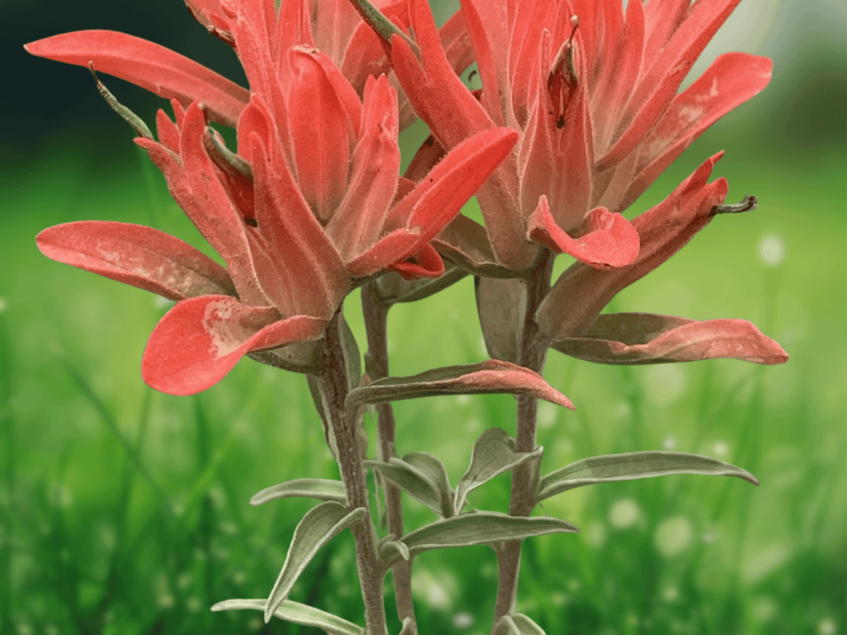 10 Seeds Castilleja coccinea Indian Paintbrush Wildflower