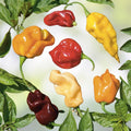 Habanero Pepper Seeds Rainbow Mix | Hot Color Blend, Non-GMO, Capsicum chinense, 20+ Seeds
