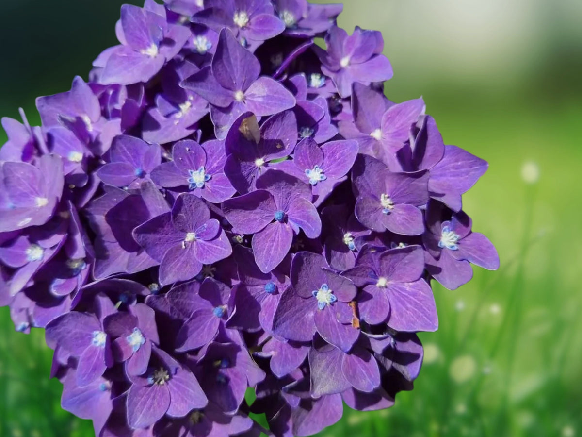 5 Seeds Purple Blue Hydrangea Perennial Flowering Shrub Dual Tone Blooms Hardy Ornamental Garden Patio Container Landscape Balcony