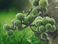 5 Ficus racemosa Seeds - Cluster Fig Tree Seeds for Planting