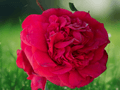 1 Live Plant Professor Sargent Red Camellia Japonica Starter Plant