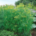 Dill Seeds 500 Pack - Heirloom Non-GMO Herb Spice - Anethum graveolens Bouquet Herb Seeds