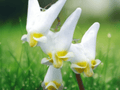 5 Bare Root Dutchman's Breeches Dicentra cucullaria Woodland Wildflower