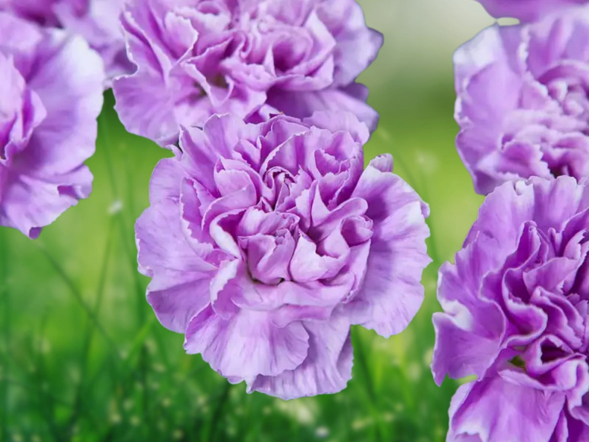 100 Seeds Lavender Carnation Perennial Flower Soft Purple Blooms Hardy Fragrant Cut Flowers Garden Border Patio