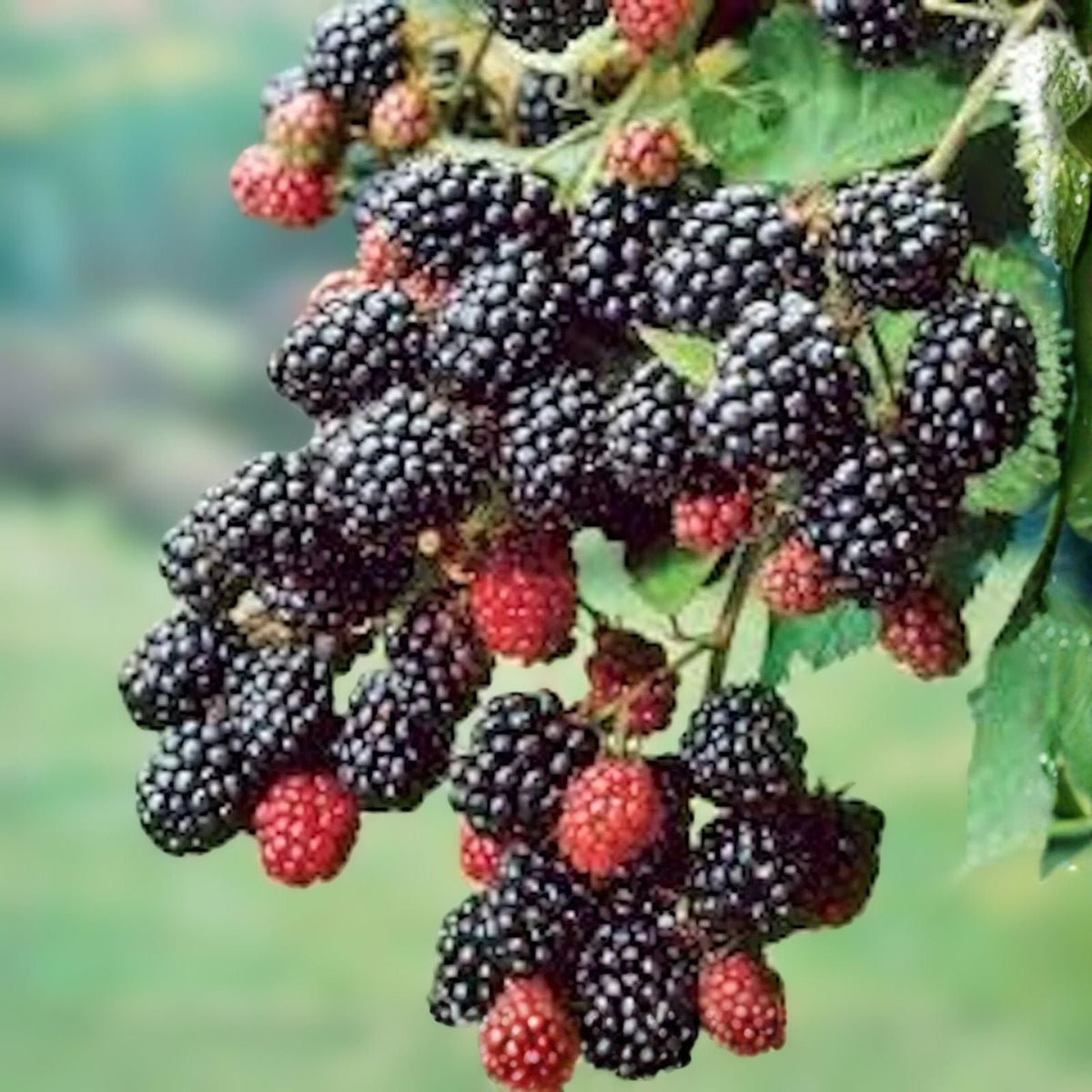 Blackberry Plant - Bare Root - Prime-Ark-45 Variety - Rubus spp. - High Antioxidant, Easy Care Edible Fruit Bush