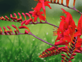 10 Seeds Crocosmia Lucifer Red Montbretia Sword Lily