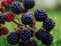 1 Live Plant Brazos Thorned Blackberry Rubus fruticosus Starter Plug Fruiting Vine