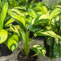 Ctenanthe lubbersiana 'Golden Mosaic' Plant in 10" Pot | Easy Care Houseplant with Colorful Foliage | Never Never Plant