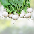 Hailstone White Radish Seeds 500 Count – Heirloom Non-GMO Fast Growing Raphanus sativus for Home Garden