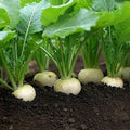 Turnip Seeds 1000 Count Heirloom White Egg Variety Non-GMO Vegetable Seeds Brassica rapa