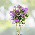 Purple Crepe Myrtle Live Plants 6" Rooted Cuttings, Dark Flowering Trees/Bushes, Lagerstroemia indica