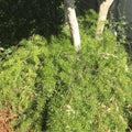 Trailing Asparagus Fern Plant 4" Pot Bareroot - Asparagus aethiopicus Sprengeri Decorative Houseplant