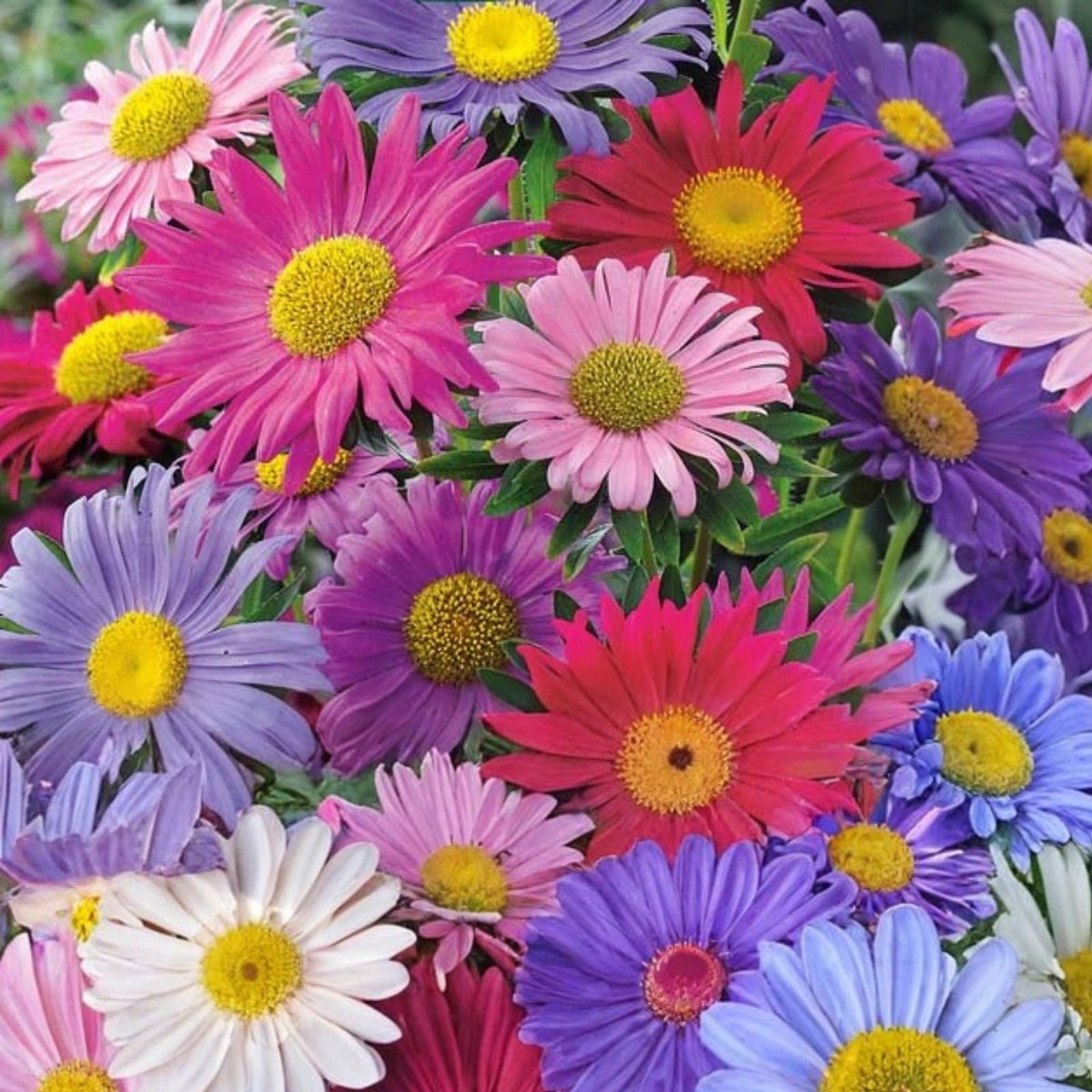 Rambo Radish Microgreen Seeds 2oz – Sprouting Seeds for Healthy Greens – Raphanus sativus