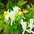 Japanese Honeysuckle Vines - 12 Live Rooted Plants - Fragrant Lonicera japonica - Heritage Southern Alabama