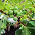 Black Madeira Fig – 3 Unrooted Cutting – Ficus carica 'Black Madeira' – Premium Fig Variety for Home Garden