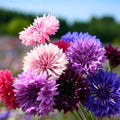 Bachelor Button Seeds Tall Mix – 50 Bright Colorful Blooms – Centaurea cyanus Flower Seeds for Garden, Cut Flowers, Pollinator Attractant