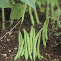 Black Valentine Bean Seeds - Heirloom Non-GMO Phaseolus vulgaris 100+ Seeds for Gardening and Cooking
