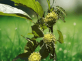 1 Sawtooth Oak Live Bare Root Tree 12" Quercus acutissima Shade Tree