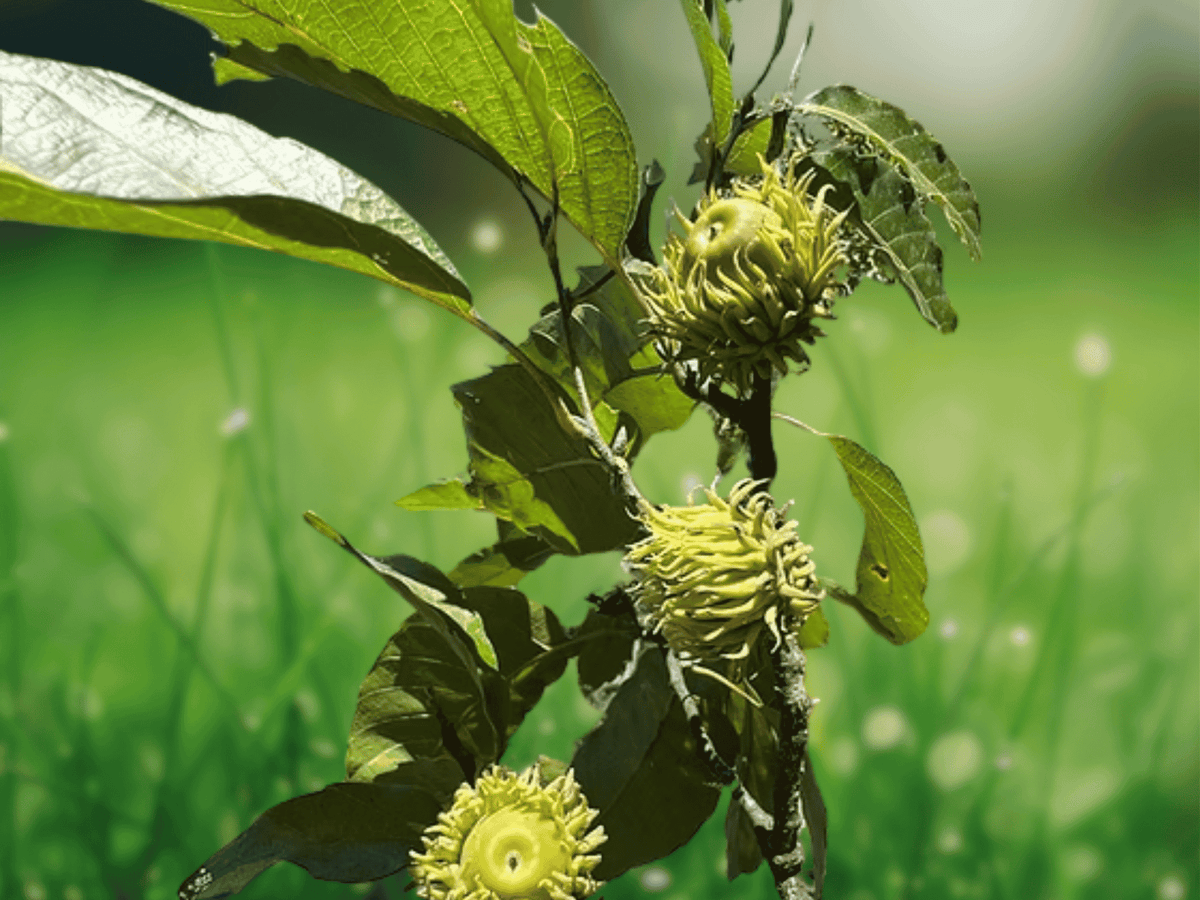 1 Sawtooth Oak Live Bare Root Tree 12" Quercus acutissima Shade Tree