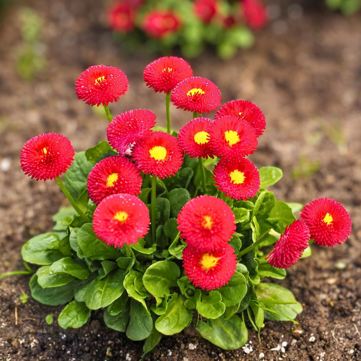 Red Daisy Perennial Plants - 3 to 4 Argyranthemum frutescens 'Grandaisy Red' in 3" Pot - Vibrant Garden Flowers