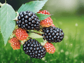 1 Live Plant Natchez Thornless Blackberry Plant 3 Inch Tall 1 Year Old Rubus fruticosa