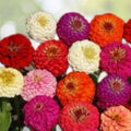 Lava Lamp Zinnia Mix Seeds 100 Organic Colorful Annual Flowers USA Grown Zinnia elegans