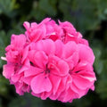 Light Purple Pink Maroon Geranium Live Plant - 12" Tall Pelargonium spp.