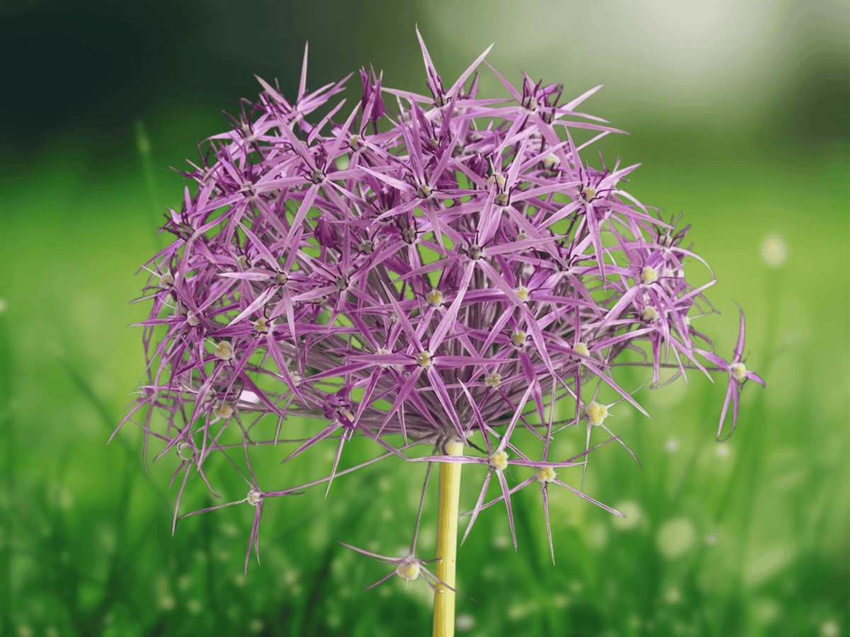 5 Seeds Allium christophii Star of Persia Ornamental Flower Seeds