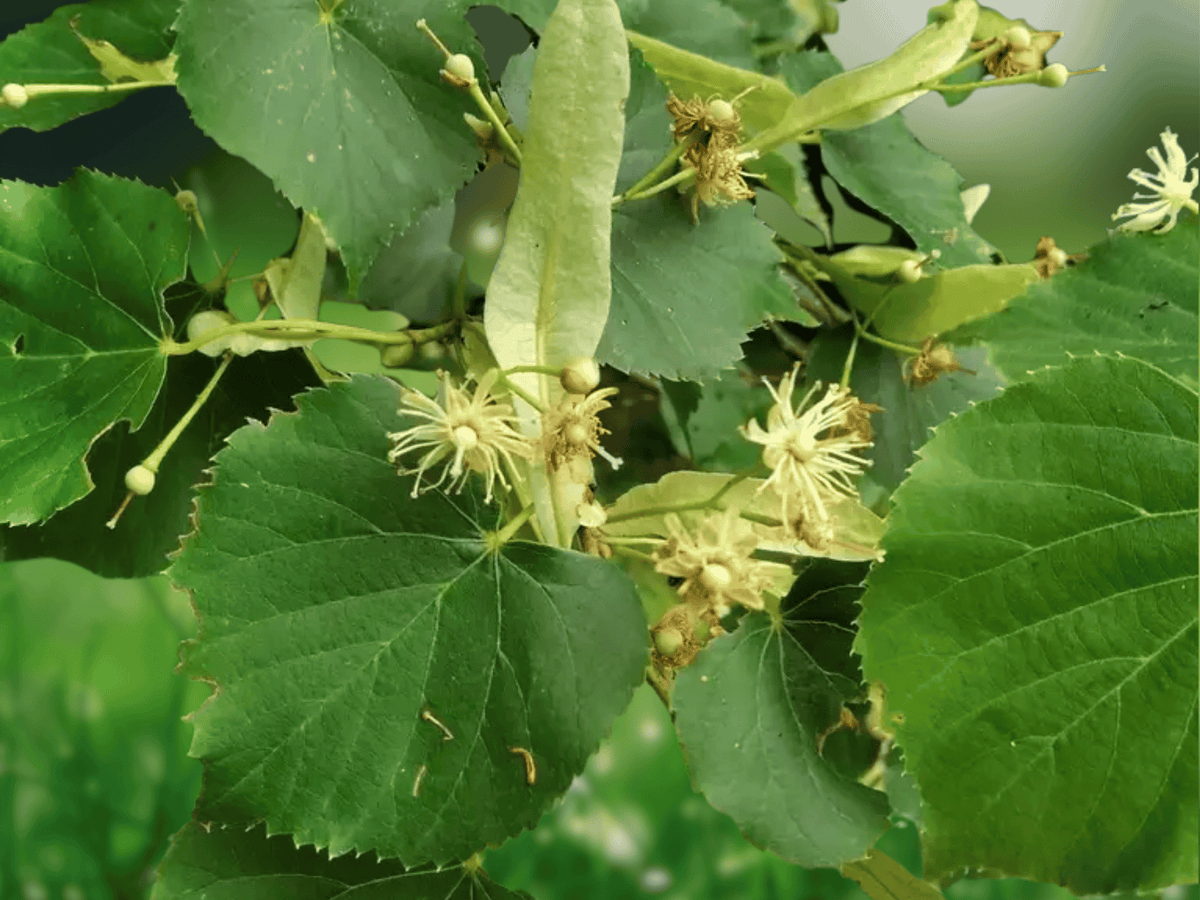 5 Seeds Tilia amurensis (Amur Linden) Cold Hardy Shade Tree