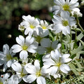 Snow in the Summer Seeds 500+ Count Ground Cover White Flowers Cerastium tomentosum Made in USA