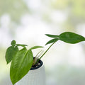 Philodendron Tripartitum 1 Node Cutting – Rare Tropical Houseplant for Indoor Gardening – Exotic Green Foliage